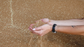 В российский интервенционный фонд закупили менее 8 тыс. тонн зерна